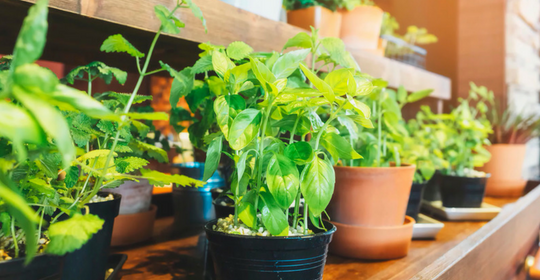Produção em hortas domésticas é alternativa contra a má alimentação